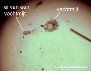 Een vachtmijt en een ei onder de microscoop, Dierenkliniek Wilhelminapark, Utrecht